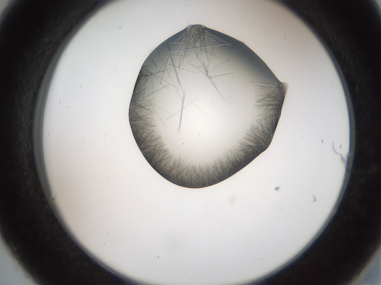 folderID561_plateID2561_batchID12867_wellNum30_profileID1_d2_r195716_ef.jpg