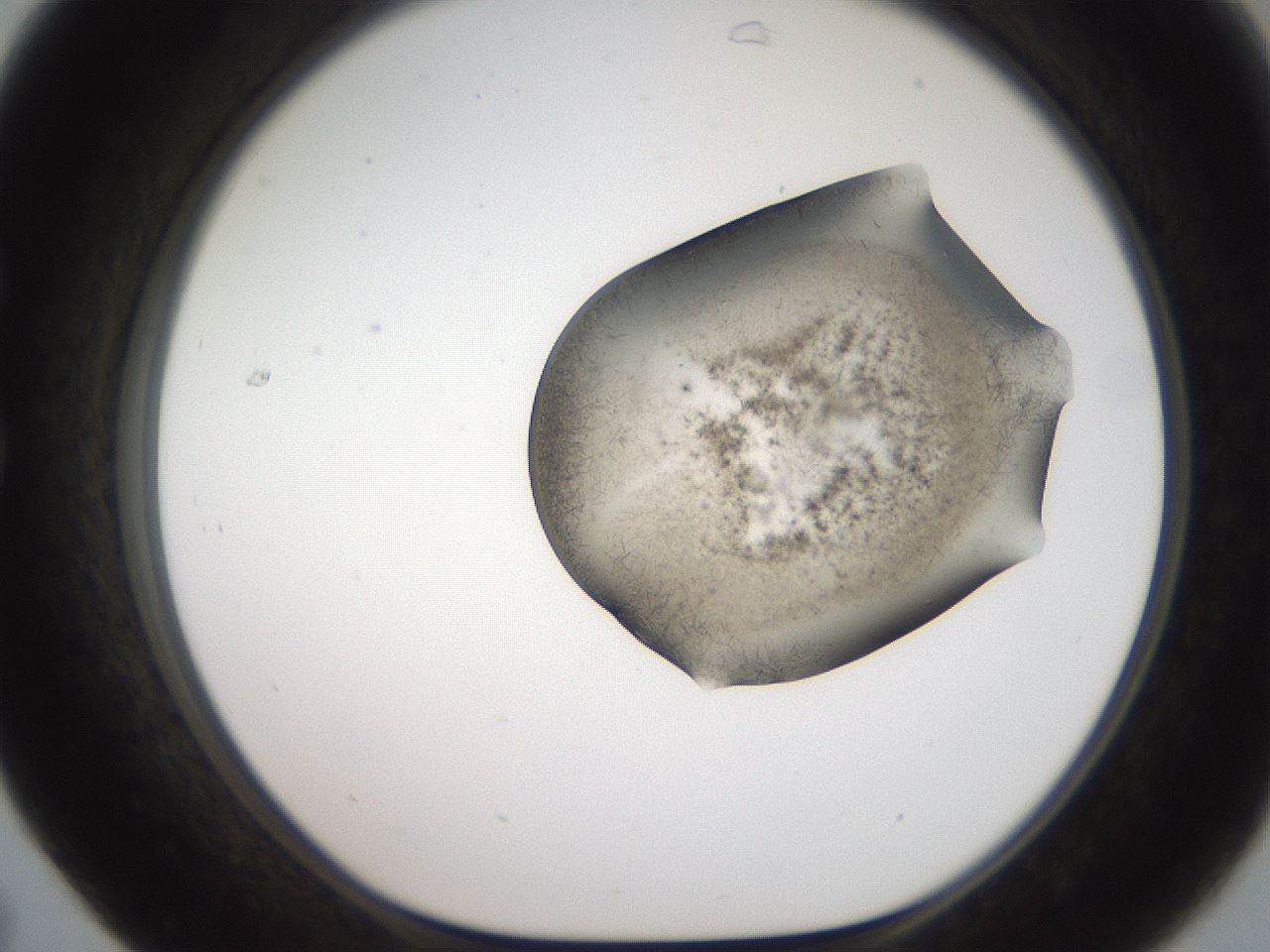 folderID561_plateID2561_batchID12867_wellNum31_profileID1_d1_r195717_ef.jpg