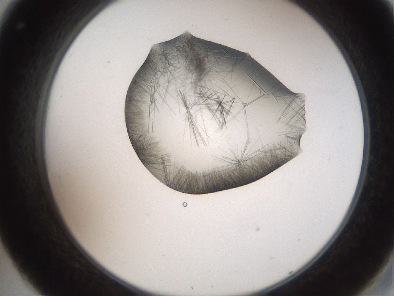 folderID561_plateID2561_batchID12867_wellNum32_profileID1_d2_r195720_ef.jpg