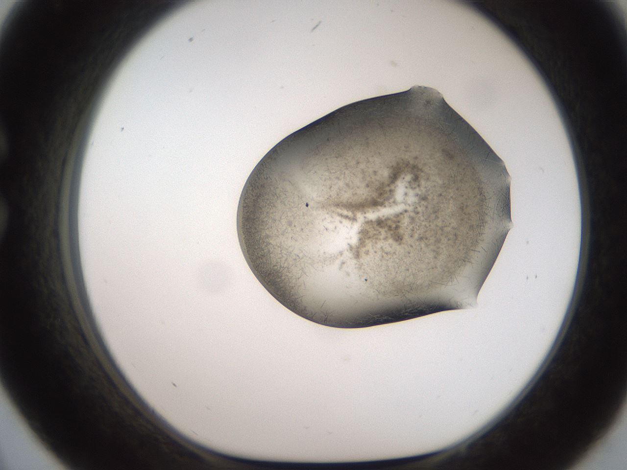 folderID561_plateID2561_batchID12867_wellNum33_profileID1_d1_r195721_ef.jpg
