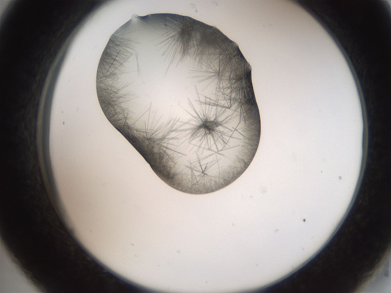 folderID561_plateID2561_batchID12867_wellNum33_profileID1_d2_r195722_ef.jpg