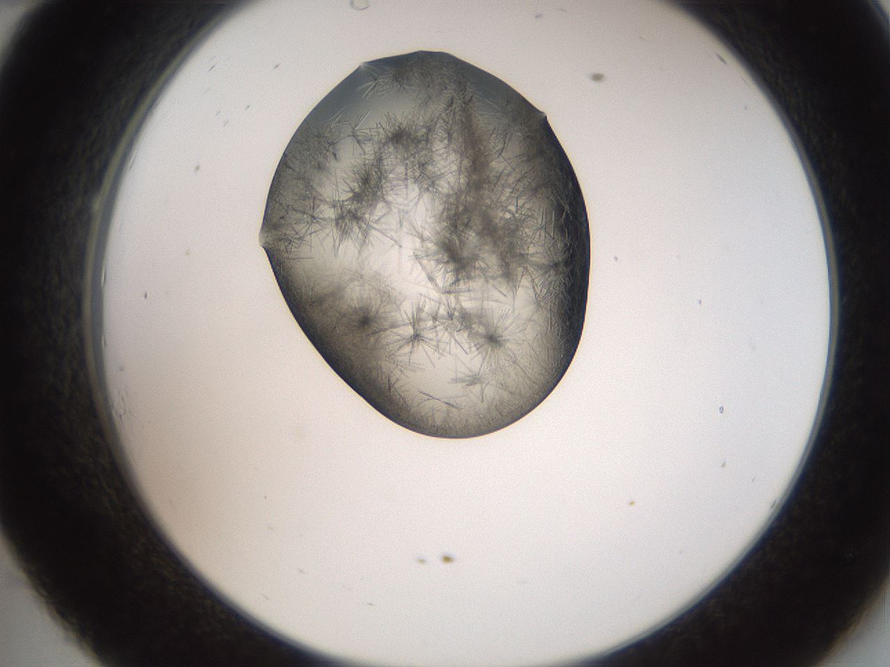 folderID561_plateID2561_batchID12867_wellNum34_profileID1_d2_r195724_ef.jpg