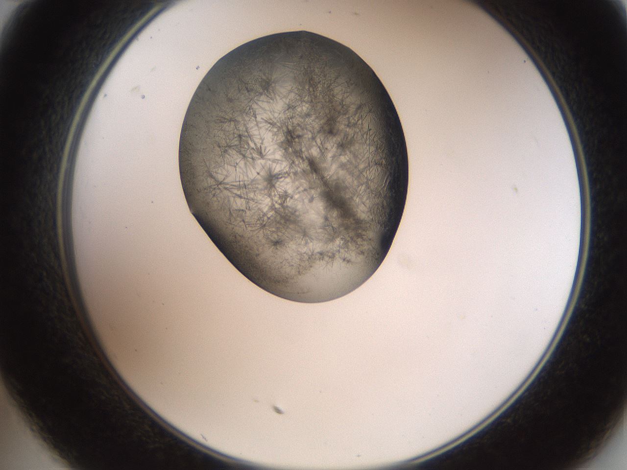 folderID561_plateID2561_batchID12867_wellNum35_profileID1_d2_r195726_ef.jpg