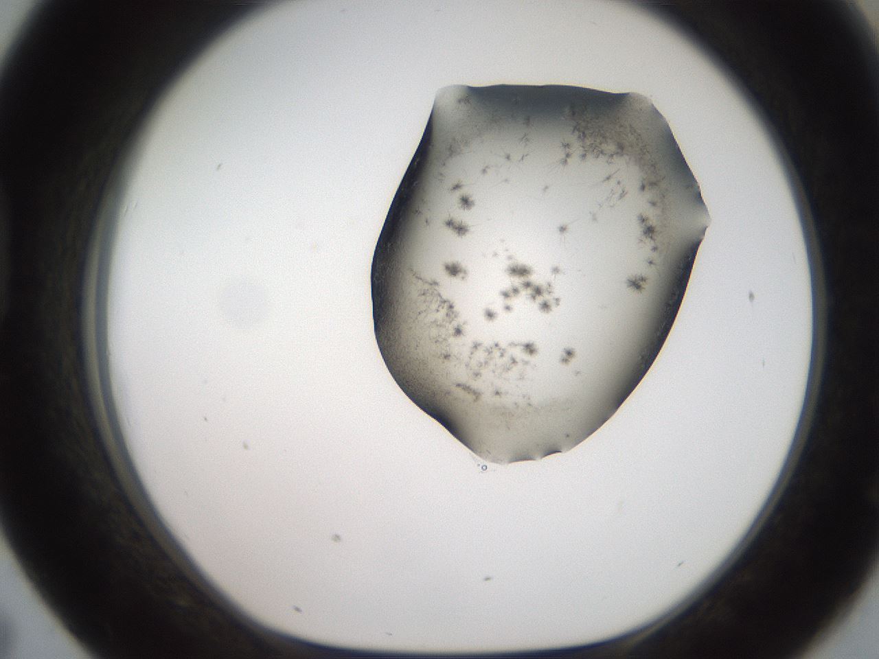 folderID561_plateID2561_batchID12867_wellNum43_profileID1_d1_r195741_ef.jpg