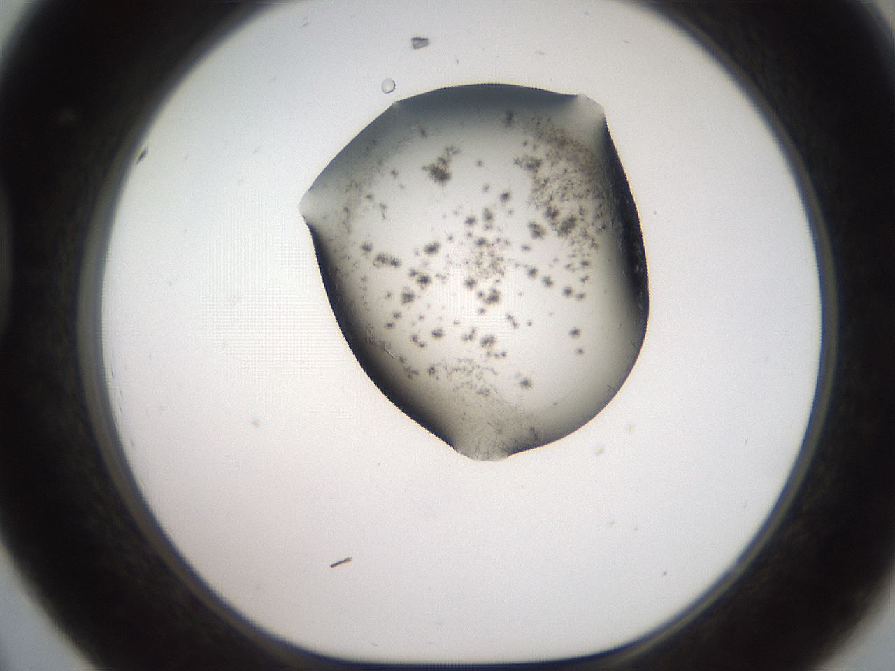 folderID561_plateID2561_batchID12867_wellNum44_profileID1_d1_r195743_ef.jpg