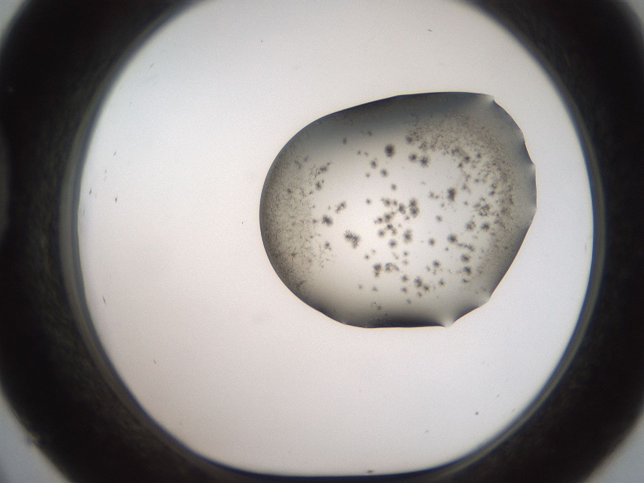 folderID561_plateID2561_batchID12867_wellNum45_profileID1_d1_r195745_ef.jpg