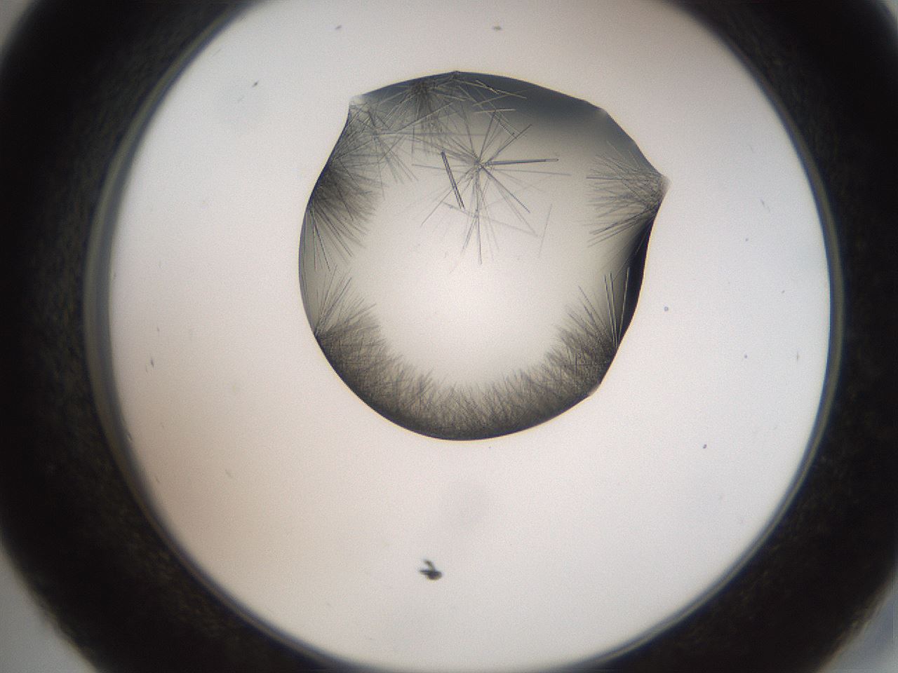 folderID561_plateID2561_batchID12867_wellNum45_profileID1_d2_r195746_ef.jpg