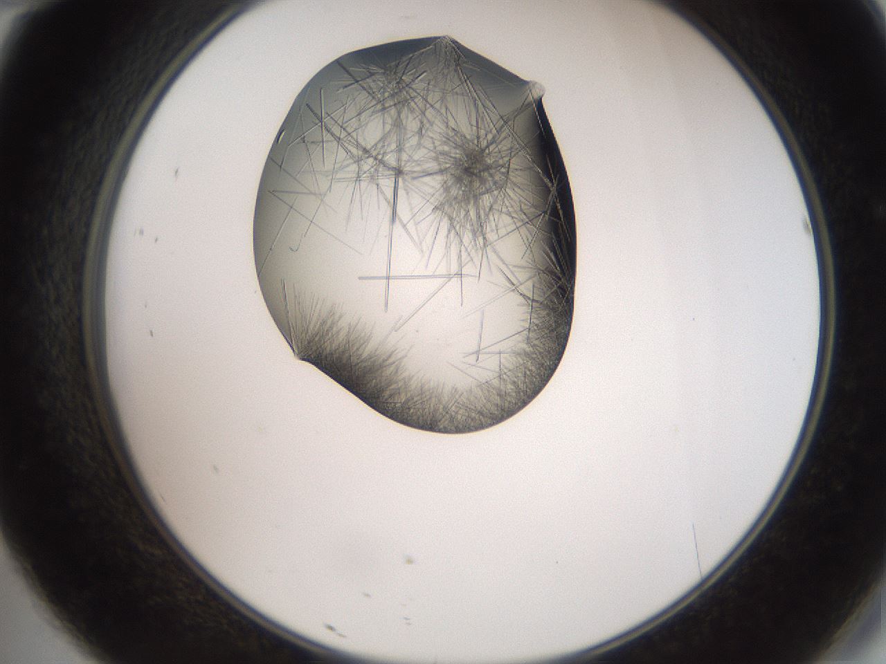 folderID561_plateID2561_batchID12867_wellNum46_profileID1_d2_r195748_ef.jpg