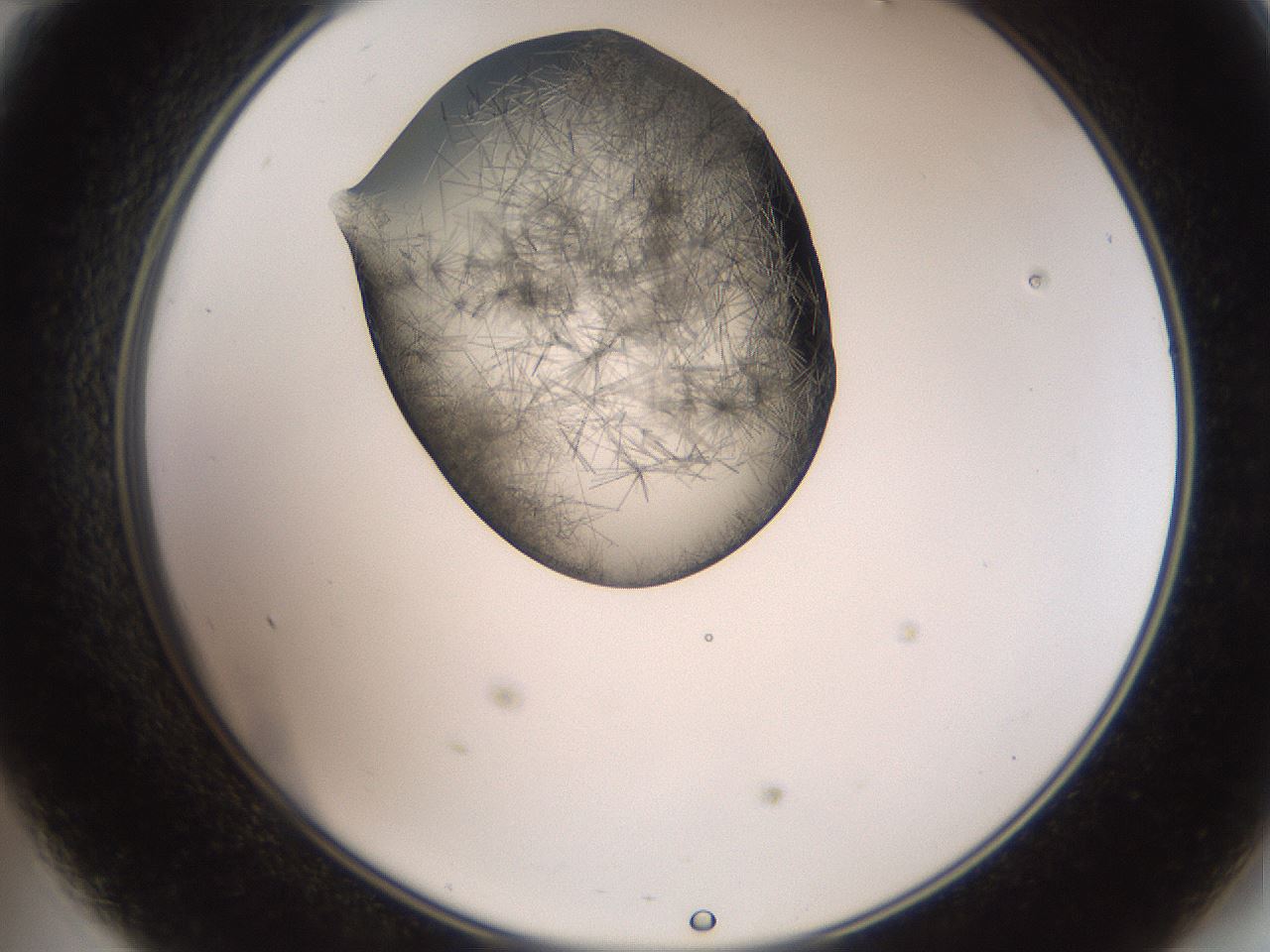 folderID561_plateID2561_batchID12867_wellNum47_profileID1_d2_r195750_ef.jpg