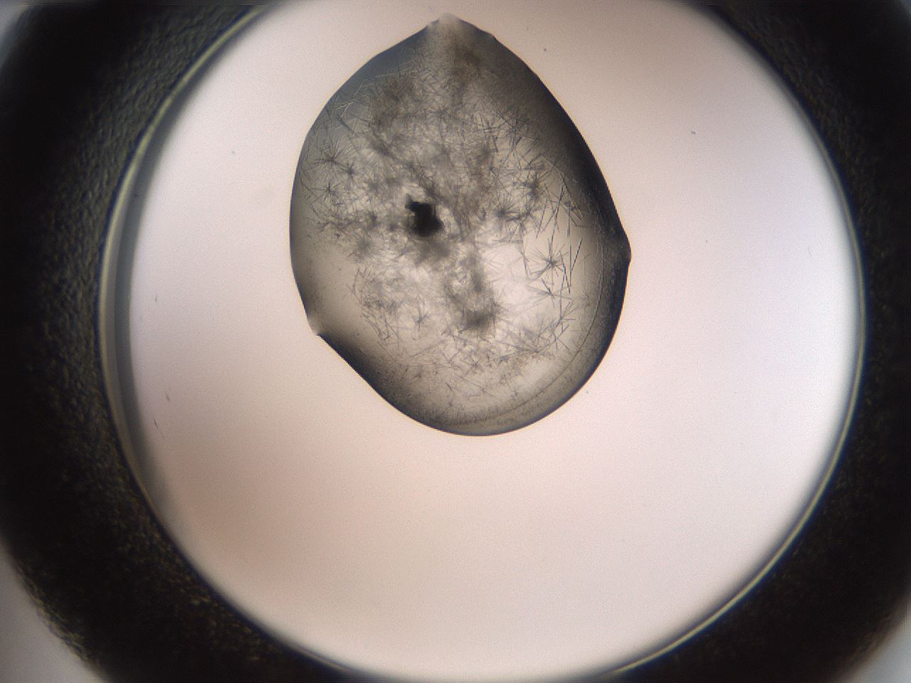 folderID561_plateID2561_batchID12867_wellNum48_profileID1_d2_r195752_ef.jpg
