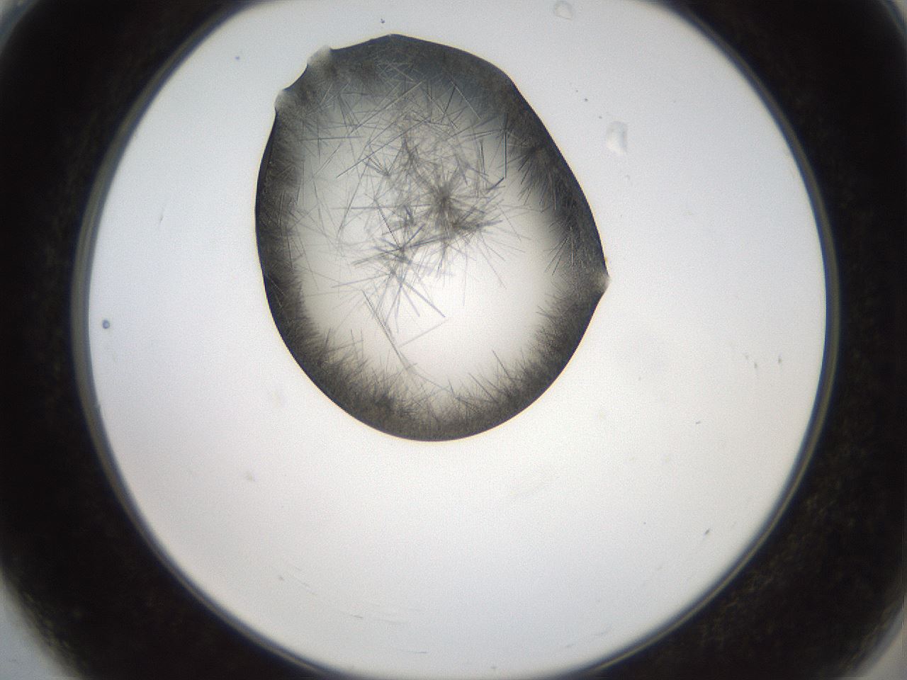 folderID561_plateID2561_batchID12867_wellNum4_profileID1_d2_r195664_ef.jpg