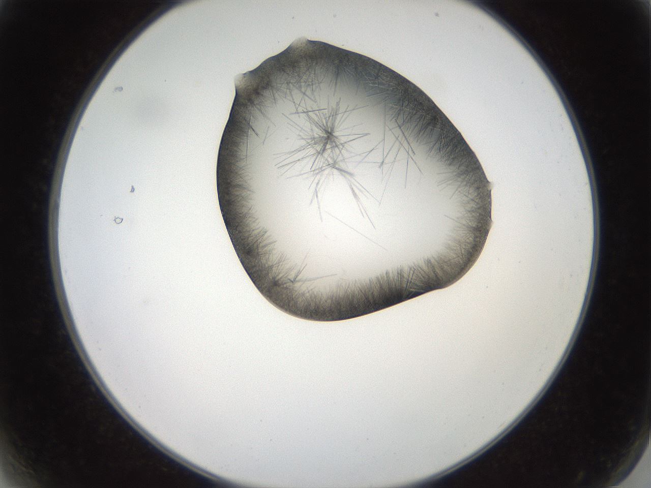 folderID561_plateID2561_batchID12867_wellNum2_profileID1_d2_r195660_ef.jpg