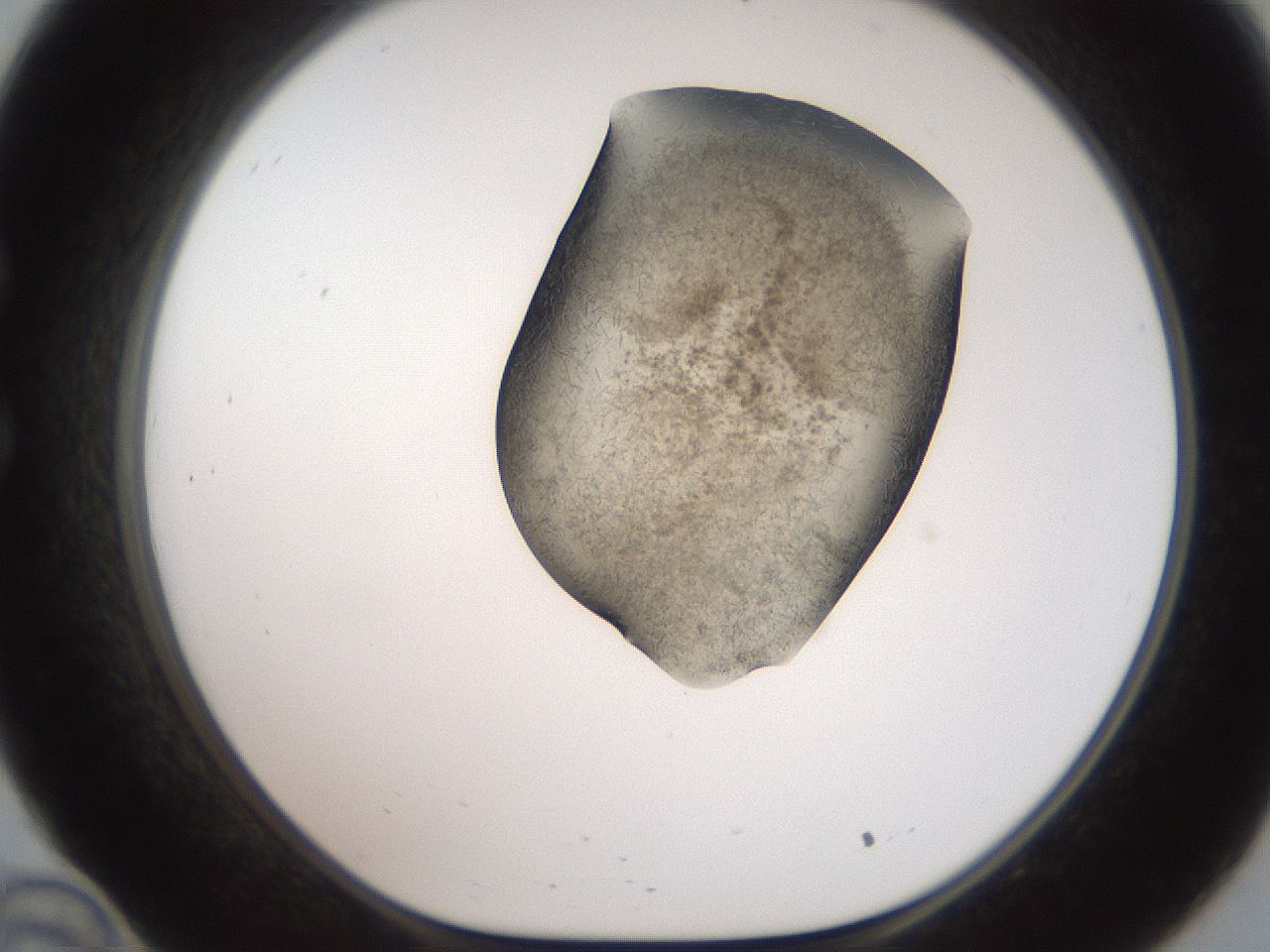 folderID561_plateID2561_batchID12867_wellNum34_profileID1_d1_r195723_ef.jpg