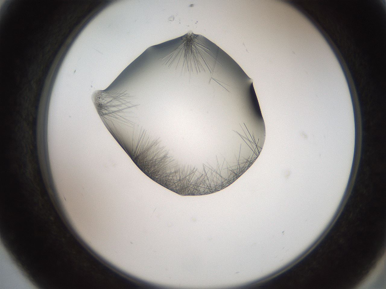 folderID561_plateID2561_batchID12867_wellNum56_profileID1_d2_r195768_ef.jpg
