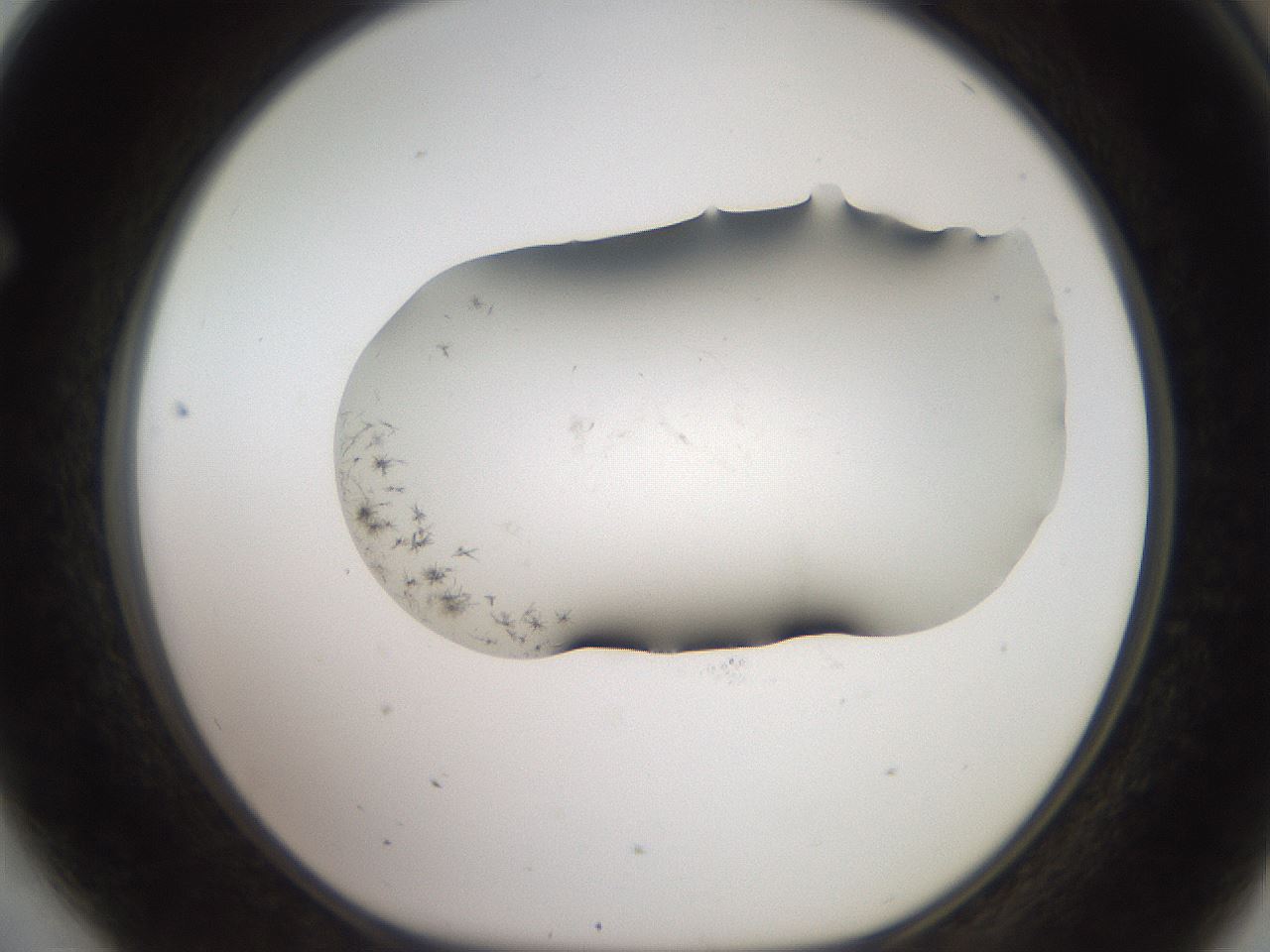 folderID561_plateID2561_batchID12867_wellNum64_profileID1_d1_r195783_ef.jpg