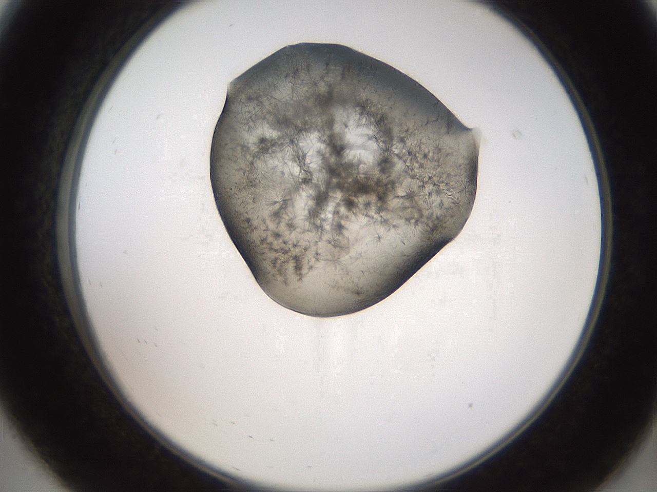 folderID561_plateID2561_batchID12867_wellNum8_profileID1_d2_r195672_ef.jpg