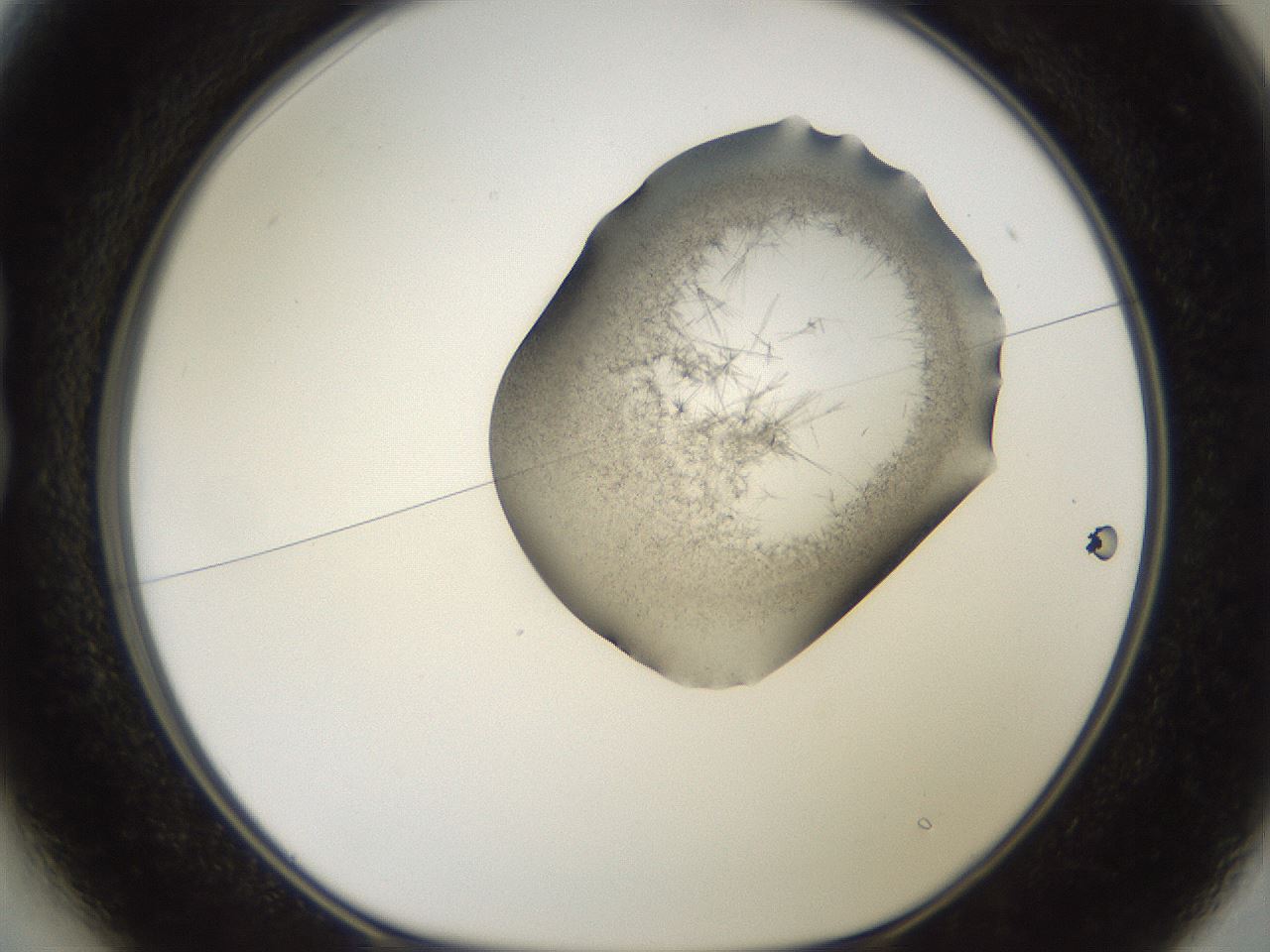 folderID561_plateID2561_batchID12870_wellNum13_profileID1_d1_r195681_ef.jpg