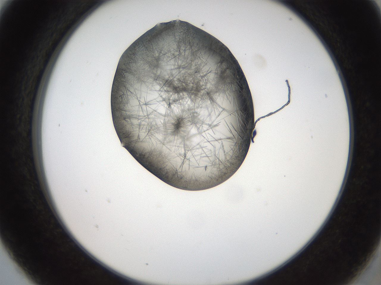 folderID561_plateID2561_batchID12867_wellNum5_profileID1_d2_r195666_ef.jpg