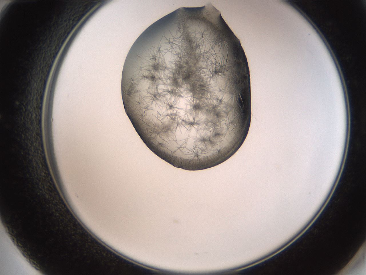folderID561_plateID2561_batchID12867_wellNum60_profileID1_d2_r195776_ef.jpg