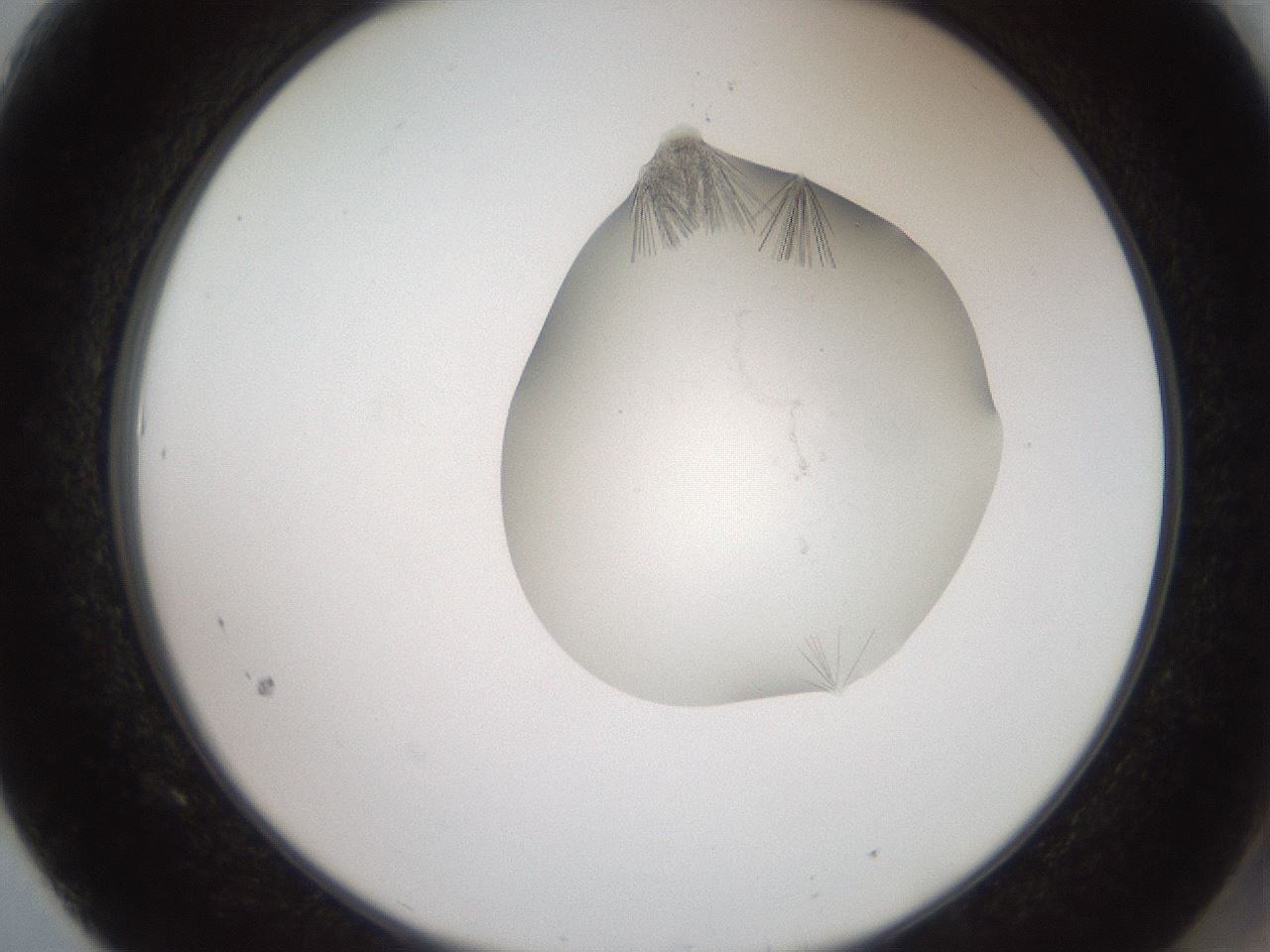 folderID561_plateID2561_batchID12867_wellNum61_profileID1_d2_r195778_ef.jpg
