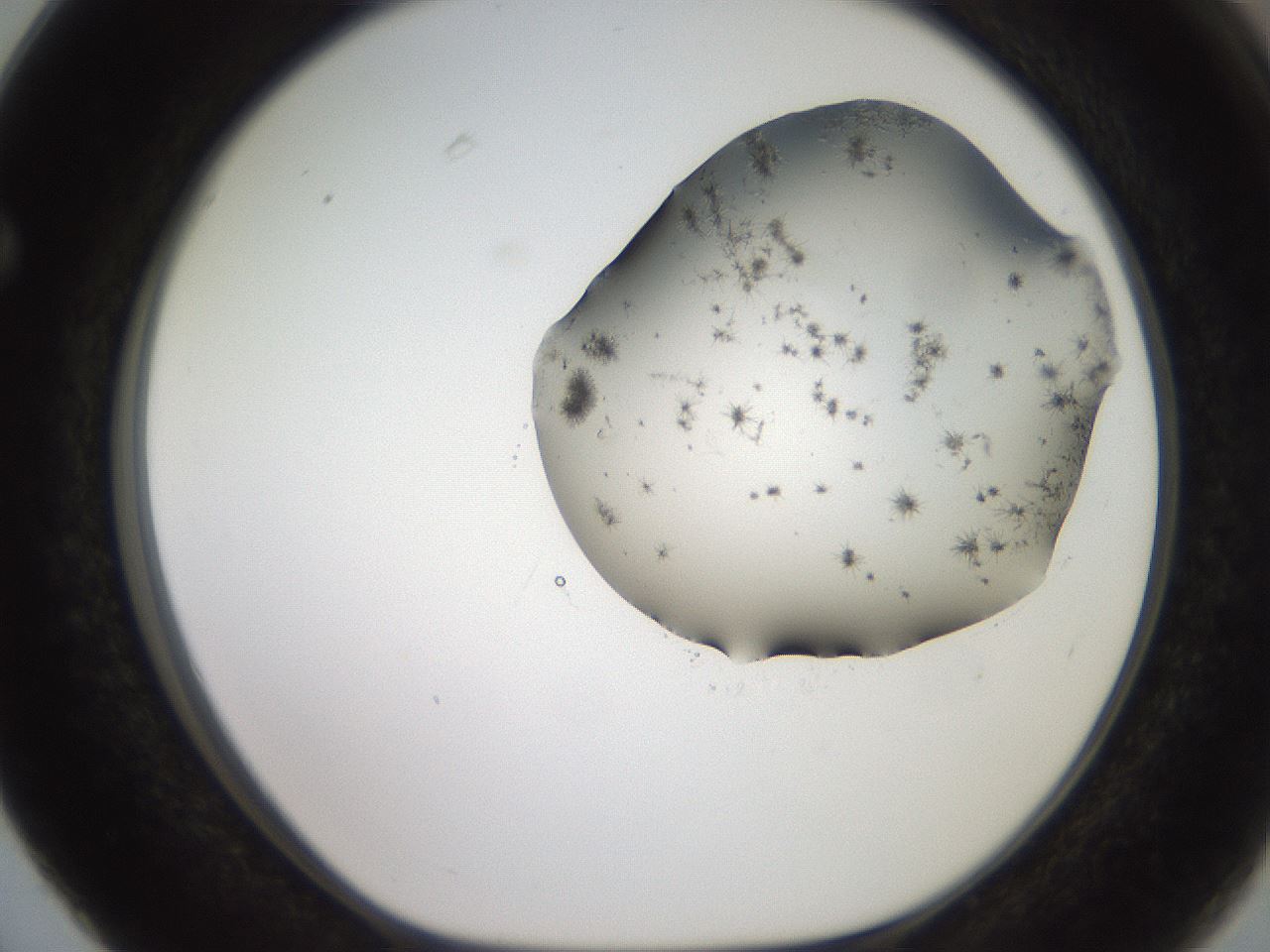 folderID561_plateID2561_batchID12867_wellNum63_profileID1_d1_r195781_ef.jpg