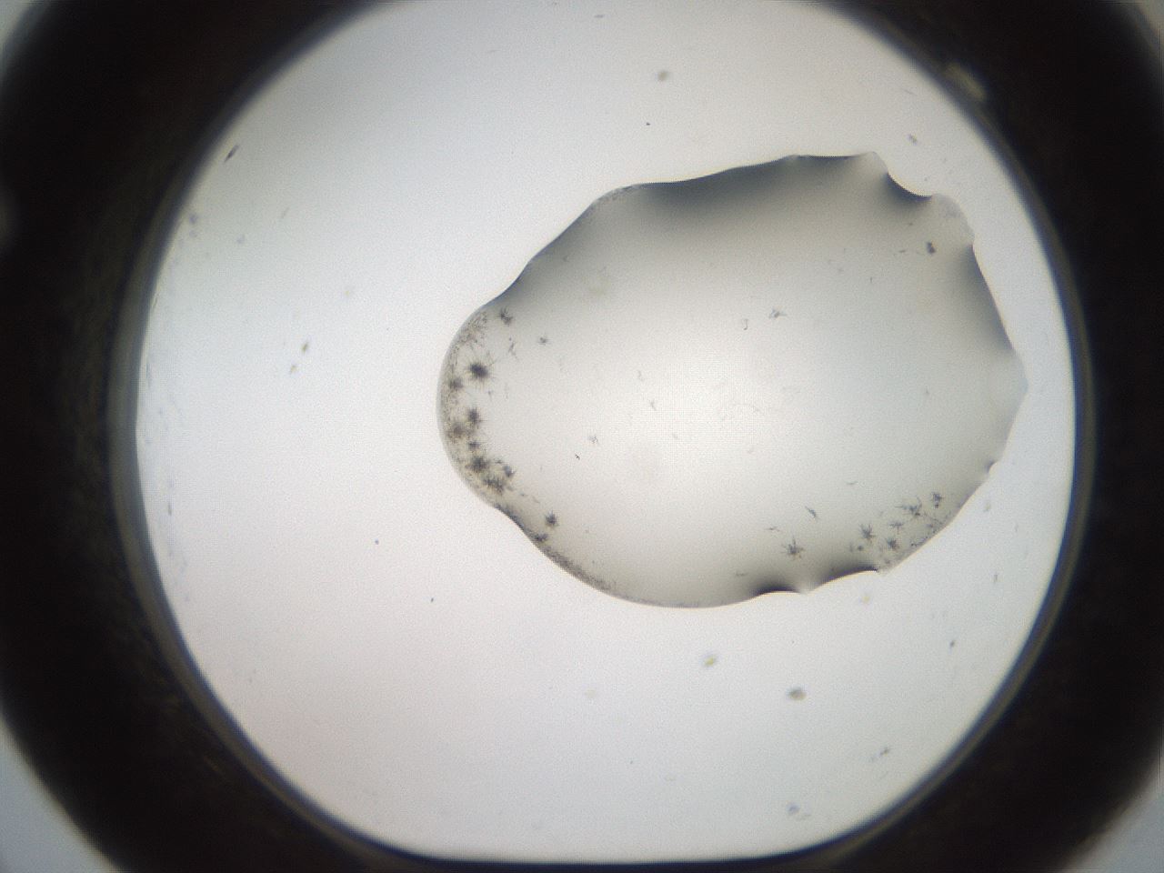folderID561_plateID2561_batchID12867_wellNum69_profileID1_d1_r195793_ef.jpg
