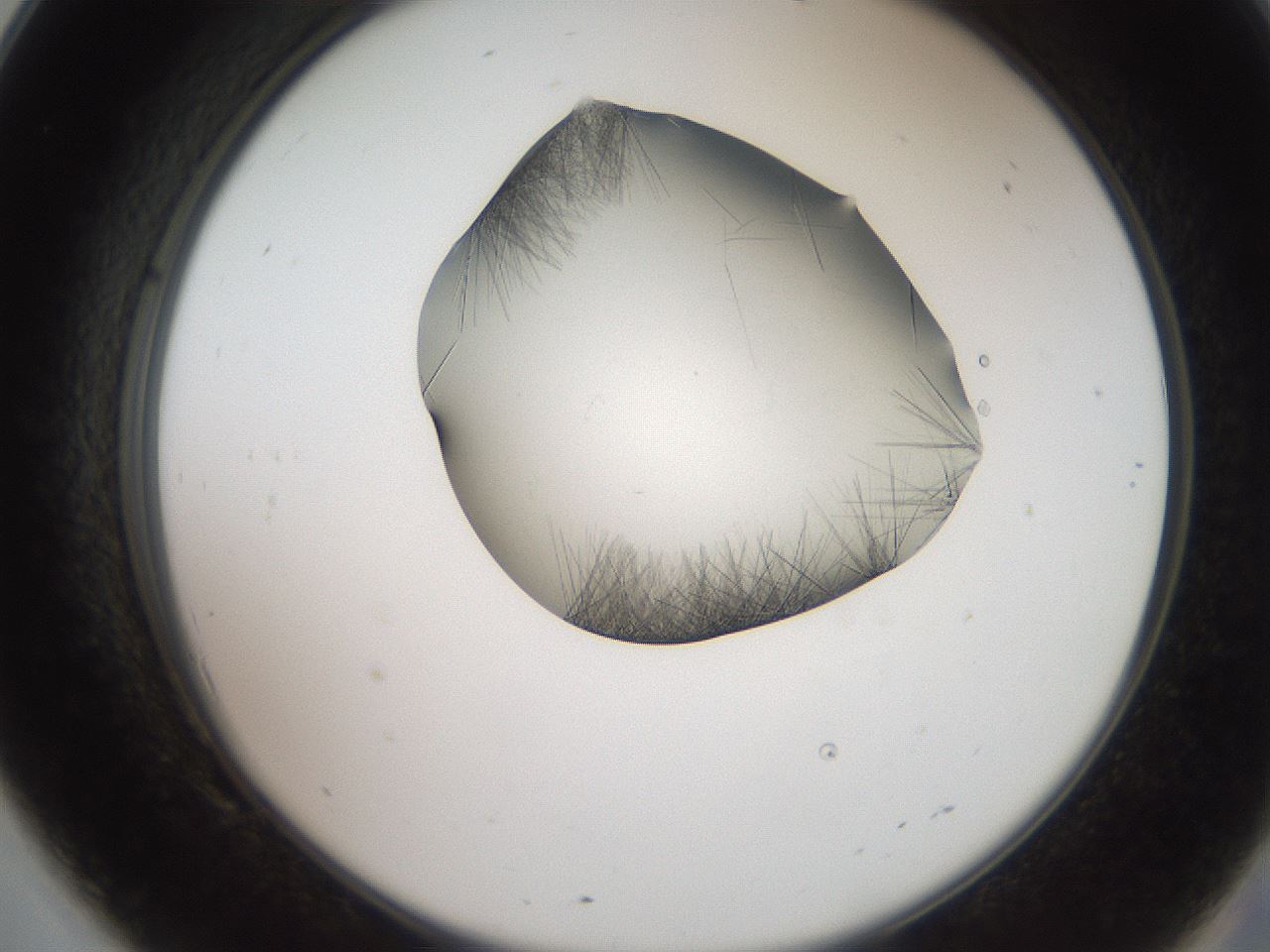 folderID561_plateID2561_batchID12867_wellNum69_profileID1_d2_r195794_ef.jpg
