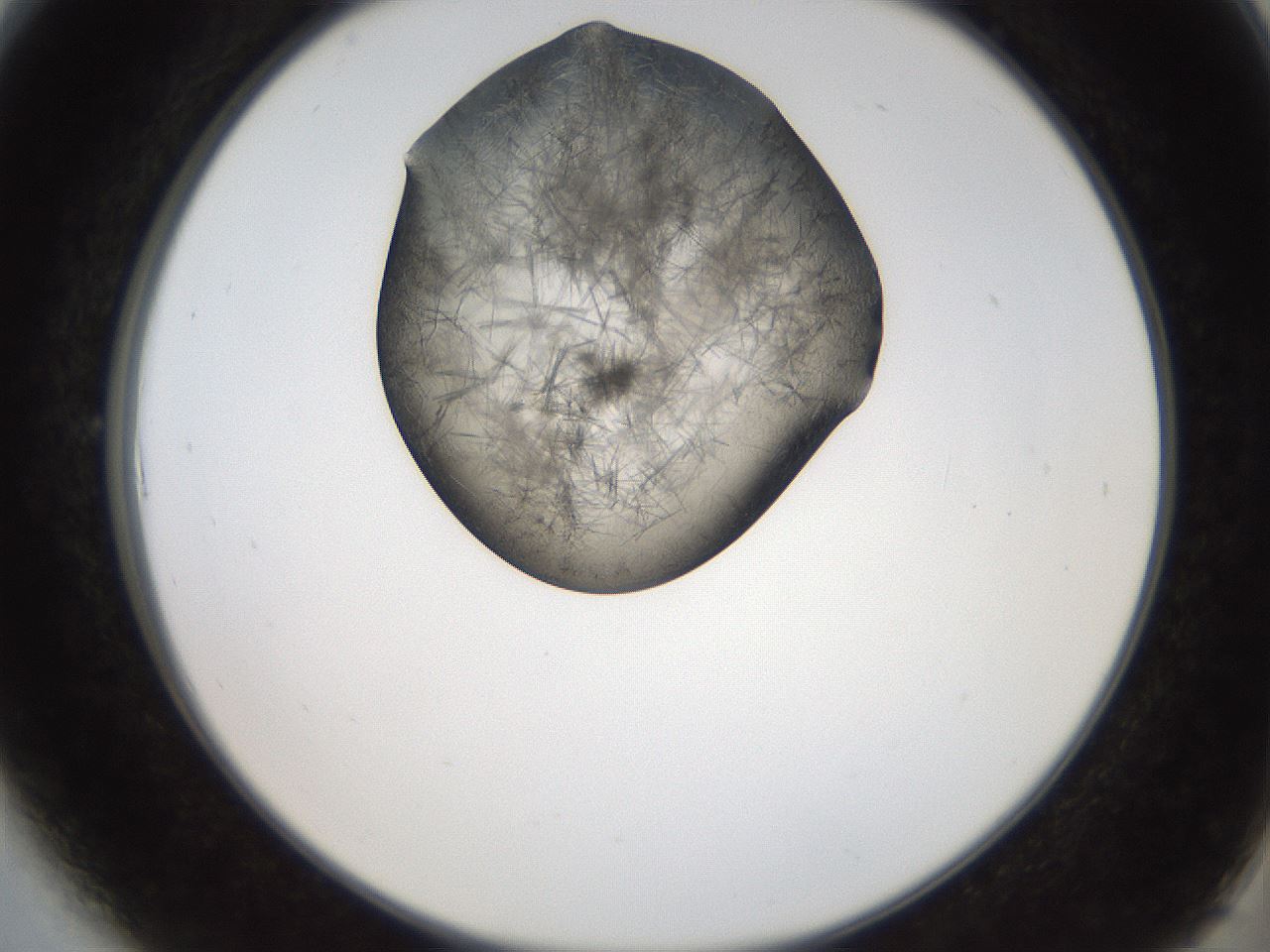folderID561_plateID2561_batchID12867_wellNum6_profileID1_d2_r195668_ef.jpg