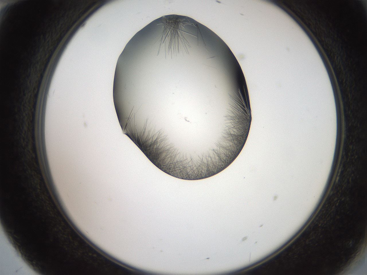 folderID561_plateID2561_batchID12867_wellNum70_profileID1_d2_r195796_ef.jpg