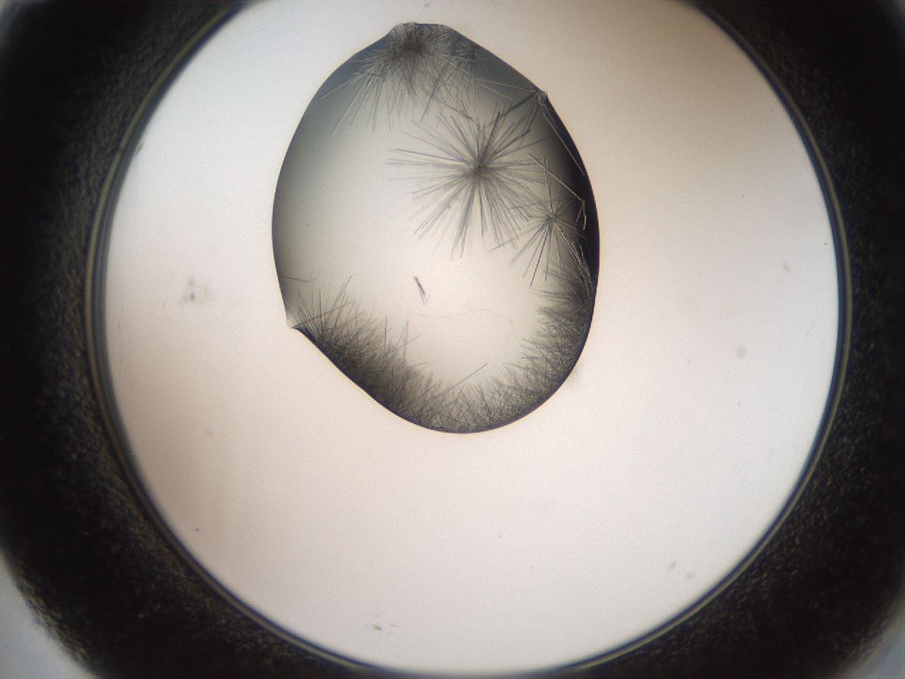 folderID561_plateID2561_batchID12867_wellNum71_profileID1_d2_r195798_ef.jpg