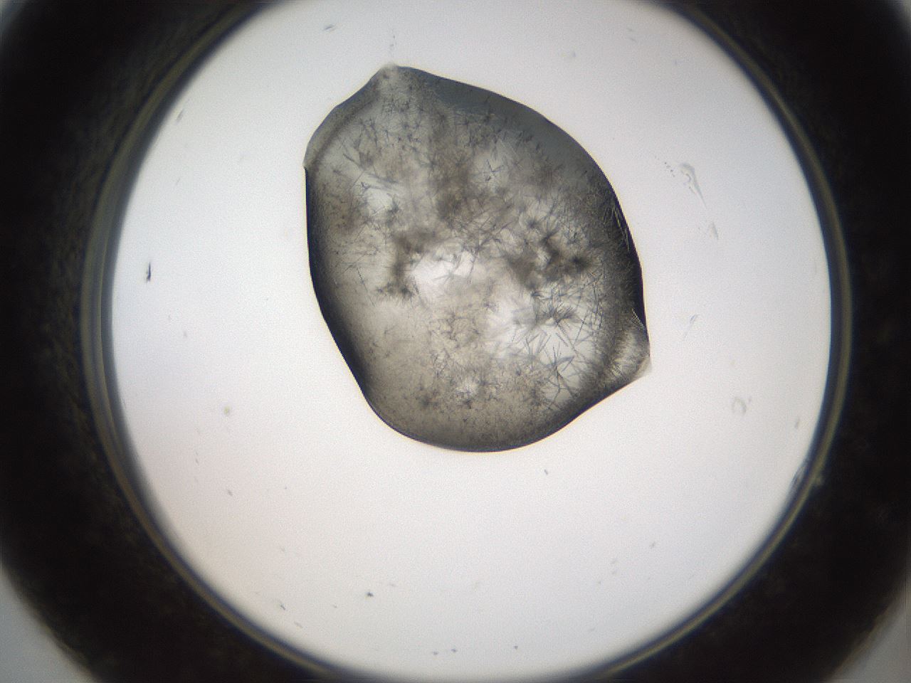 folderID561_plateID2561_batchID12867_wellNum7_profileID1_d2_r195670_ef.jpg
