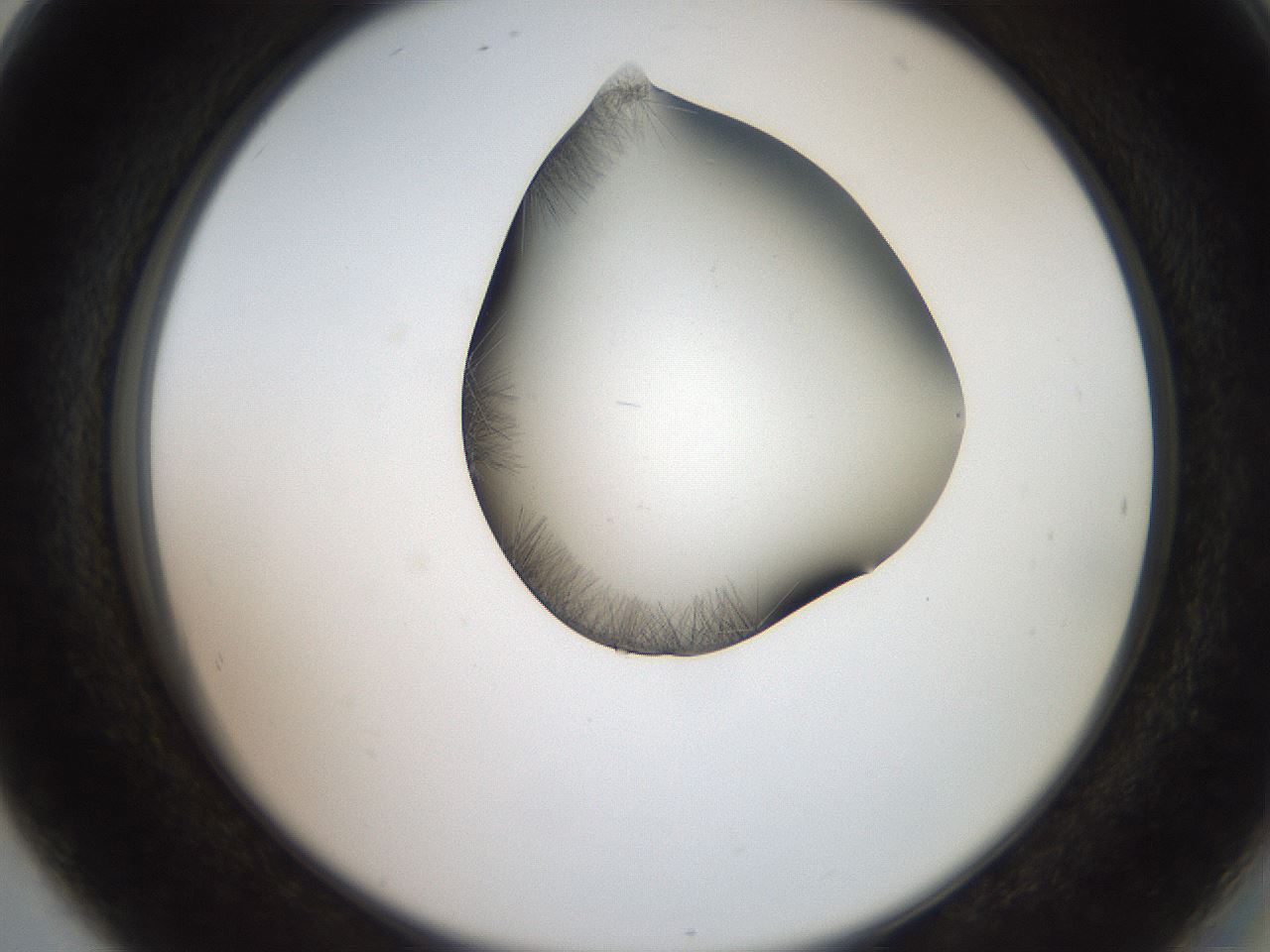 folderID561_plateID2561_batchID12867_wellNum80_profileID1_d2_r195816_ef.jpg