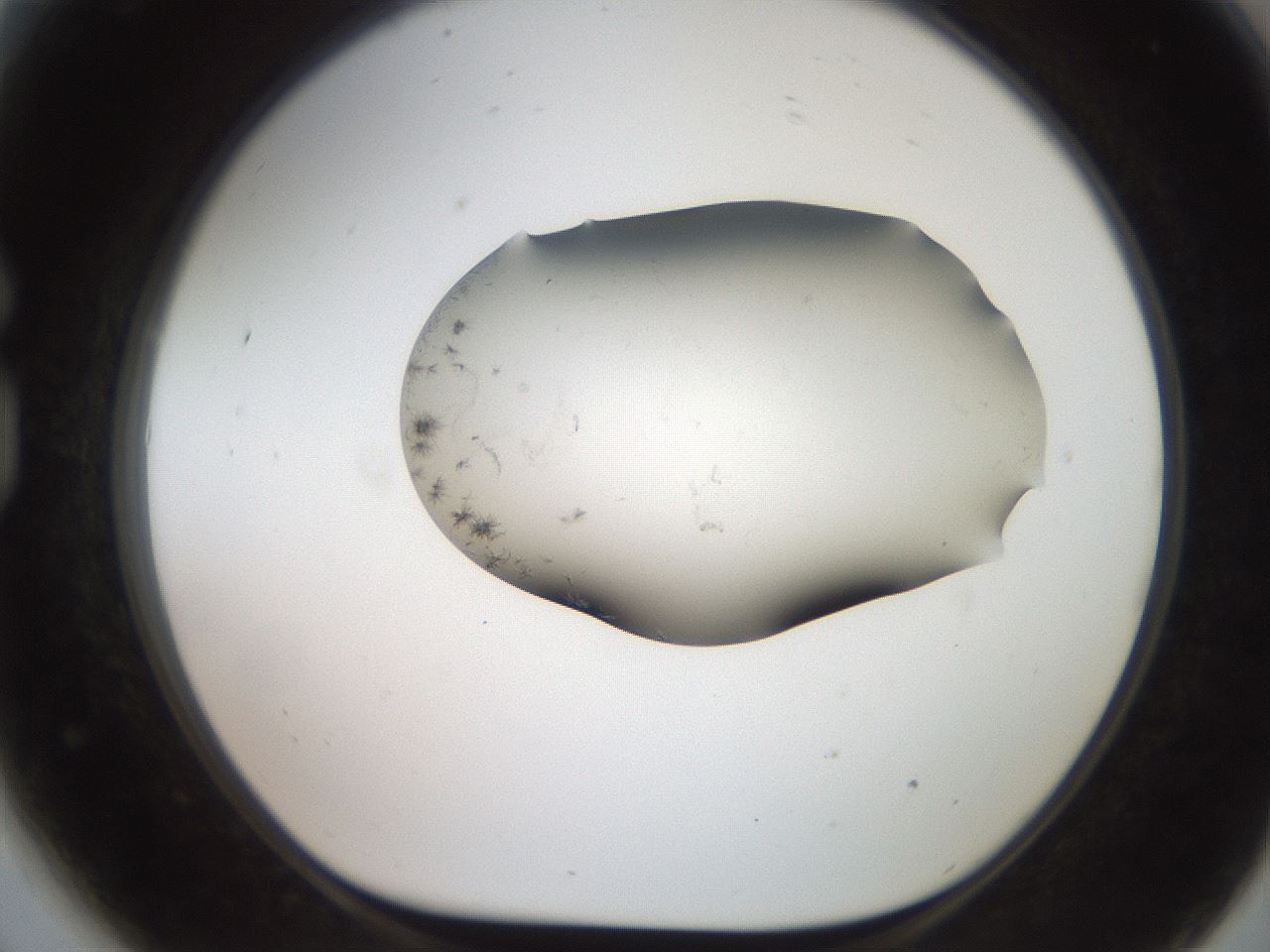 folderID561_plateID2561_batchID12867_wellNum81_profileID1_d1_r195817_ef.jpg