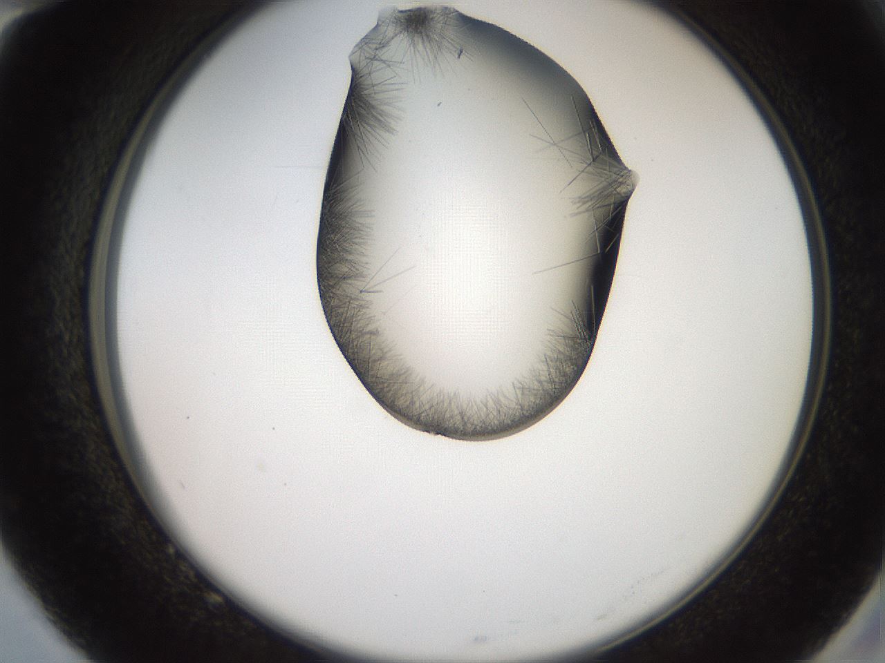 folderID561_plateID2561_batchID12867_wellNum82_profileID1_d2_r195820_ef.jpg