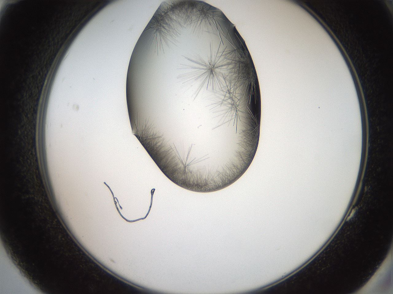 folderID561_plateID2561_batchID12867_wellNum83_profileID1_d2_r195822_ef.jpg