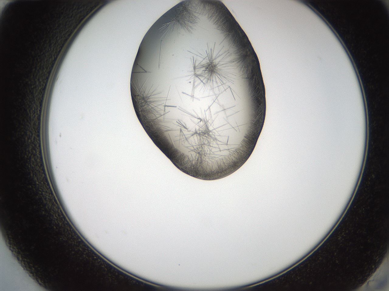 folderID561_plateID2561_batchID12867_wellNum84_profileID1_d2_r195824_ef.jpg