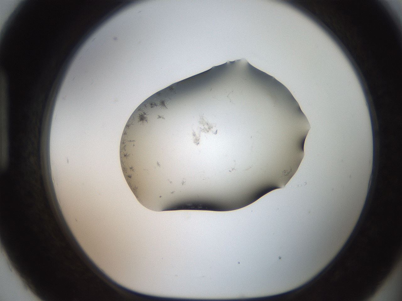 folderID561_plateID2561_batchID12867_wellNum93_profileID1_d1_r195841_ef.jpg