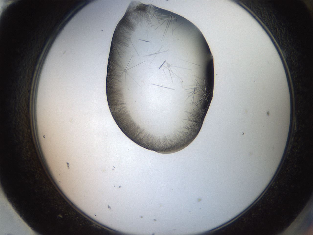 folderID561_plateID2561_batchID12867_wellNum95_profileID1_d2_r195846_ef.jpg