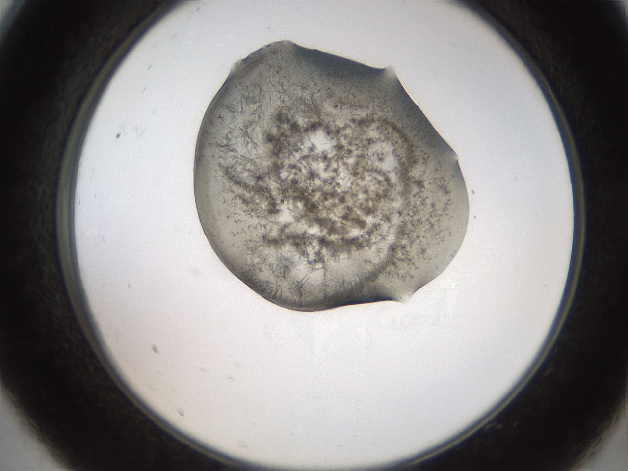 folderID561_plateID2561_batchID12867_wellNum9_profileID1_d2_r195674_ef.jpg