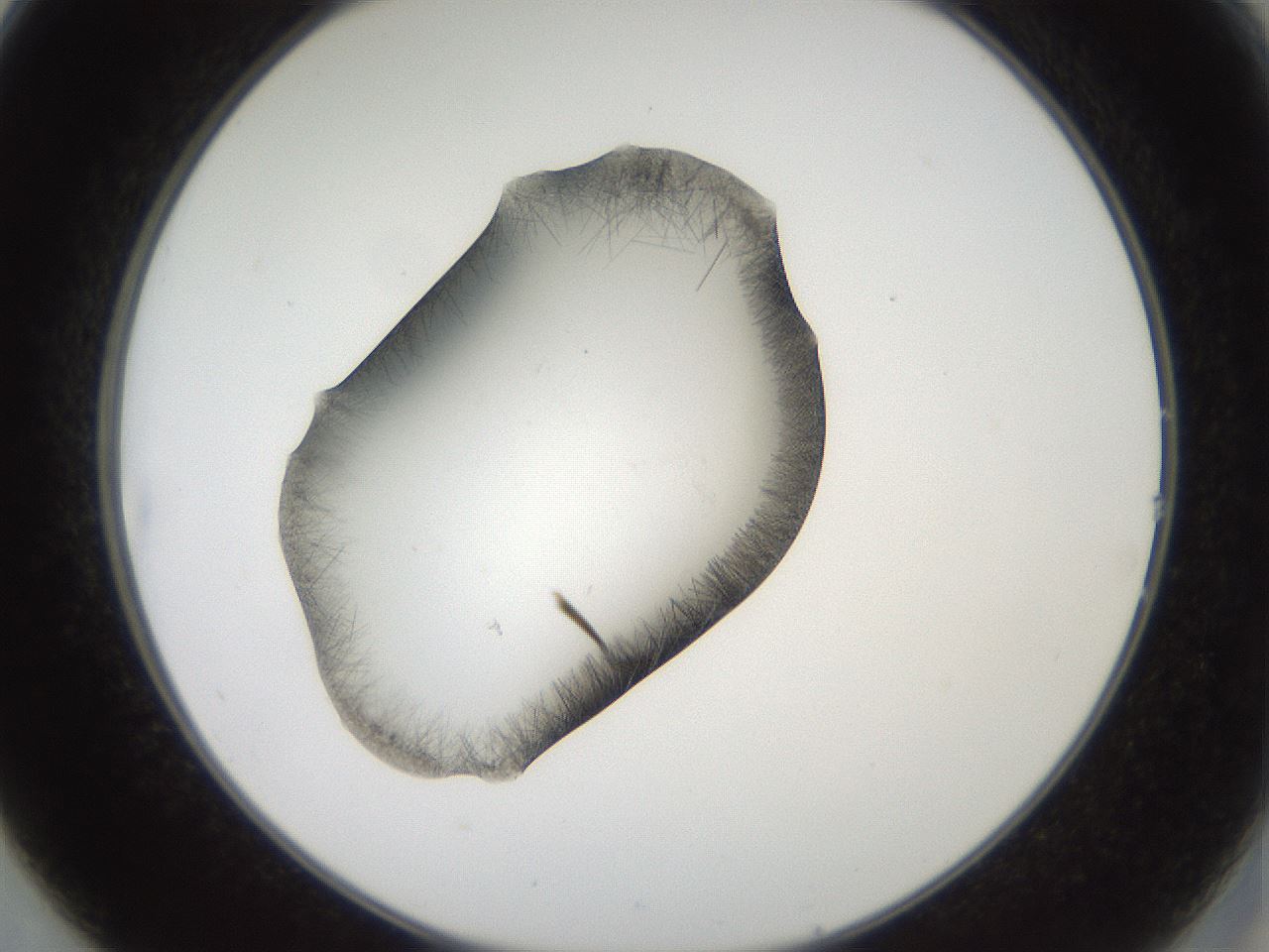 folderID561_plateID2561_batchID12870_wellNum14_profileID1_d2_r195684_ef.jpg
