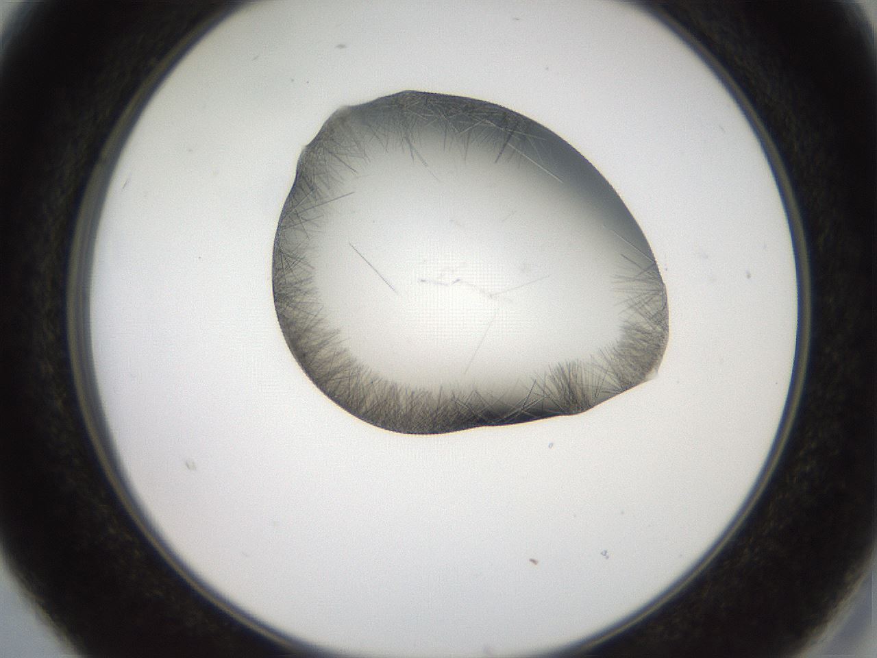 folderID561_plateID2561_batchID12870_wellNum15_profileID1_d2_r195686_ef.jpg