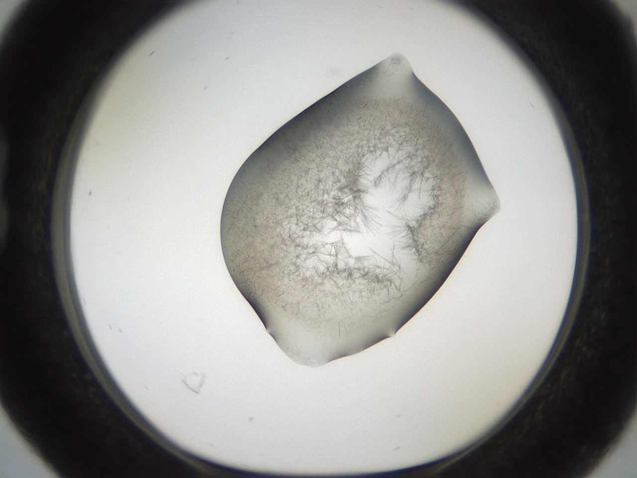 folderID561_plateID2561_batchID12870_wellNum16_profileID1_d1_r195687_ef.jpg