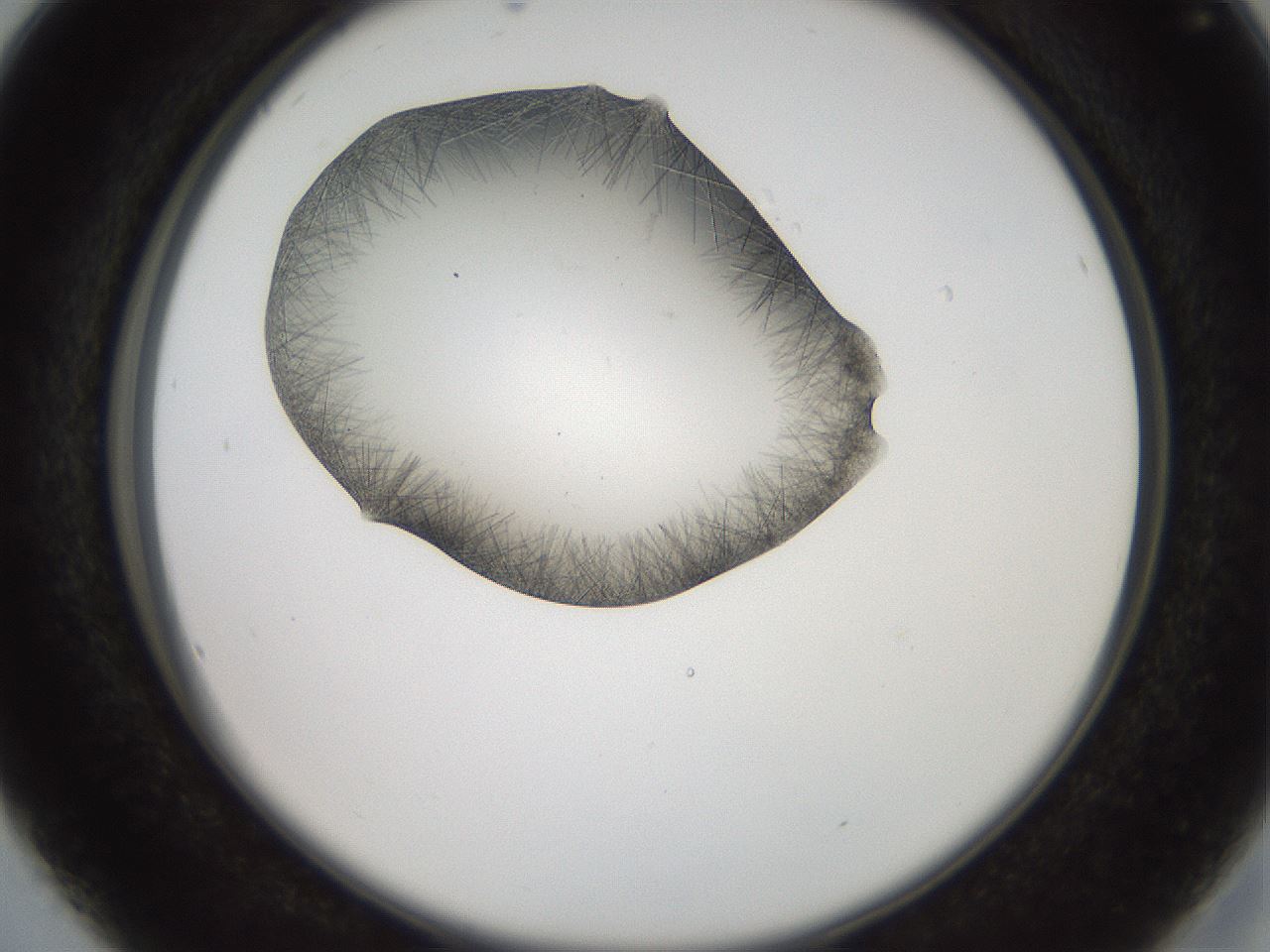 folderID561_plateID2561_batchID12870_wellNum16_profileID1_d2_r195688_ef.jpg