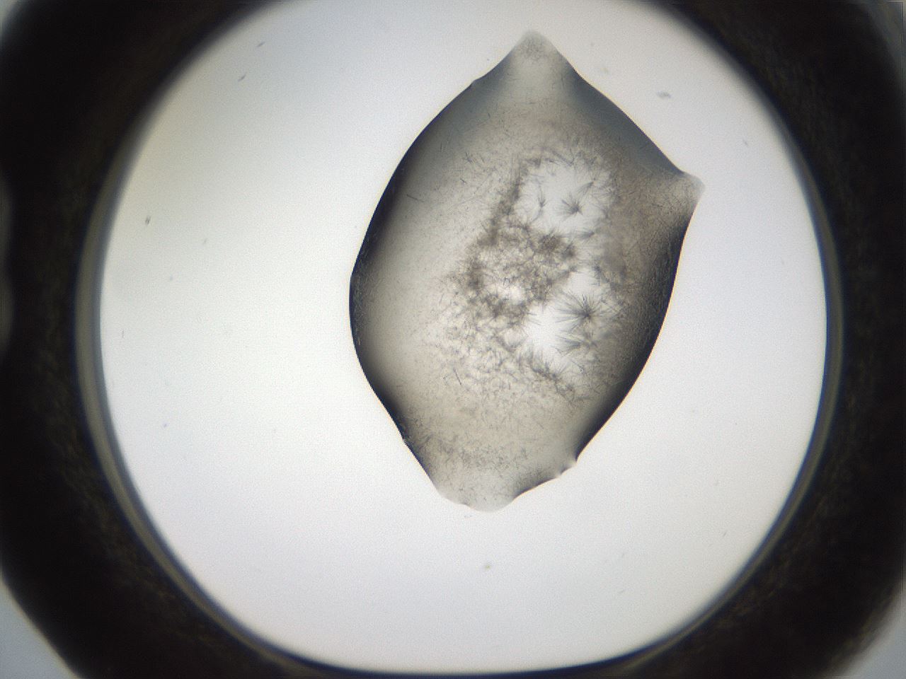 folderID561_plateID2561_batchID12870_wellNum17_profileID1_d1_r195689_ef.jpg