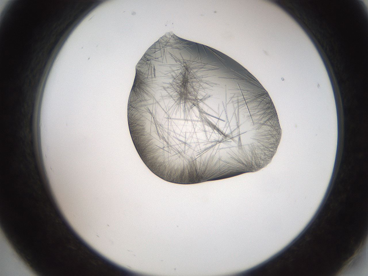 folderID561_plateID2561_batchID12870_wellNum19_profileID1_d2_r195694_ef.jpg