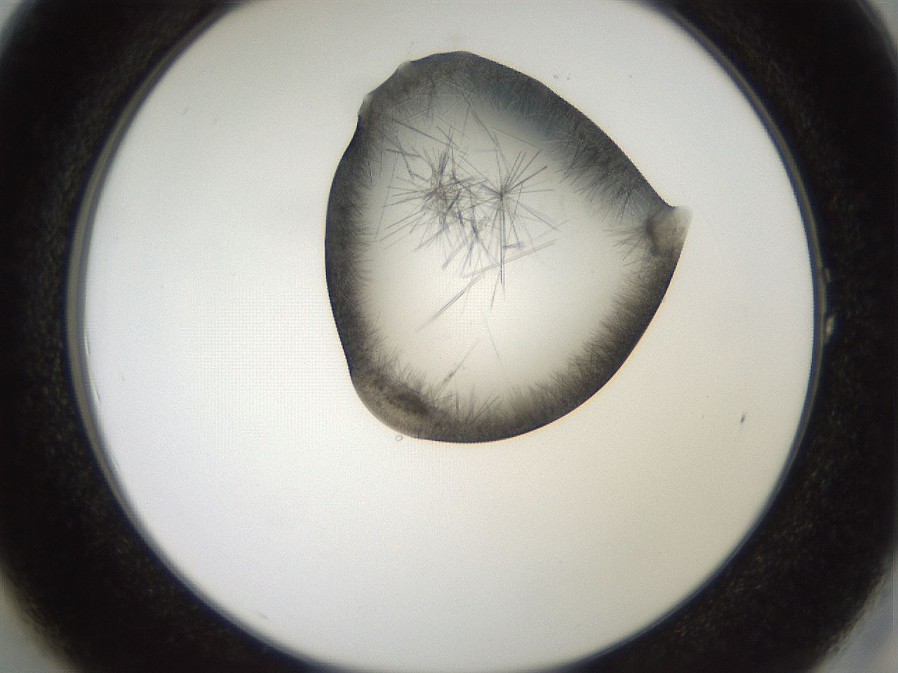 folderID561_plateID2561_batchID12870_wellNum1_profileID1_d2_r195658_ef.jpg