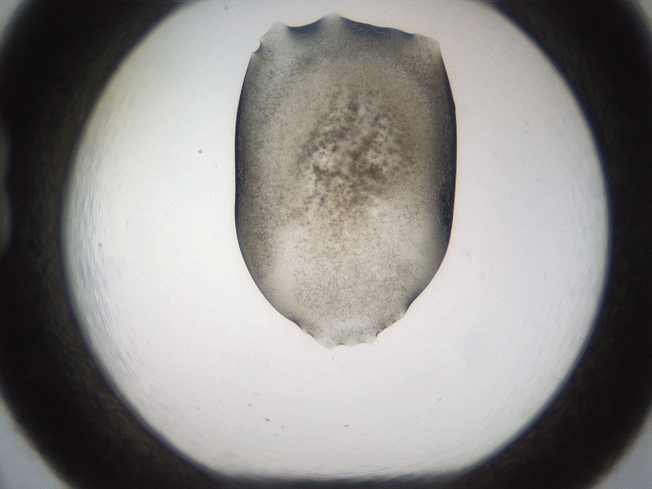 folderID561_plateID2561_batchID12870_wellNum20_profileID1_d1_r195695_ef.jpg
