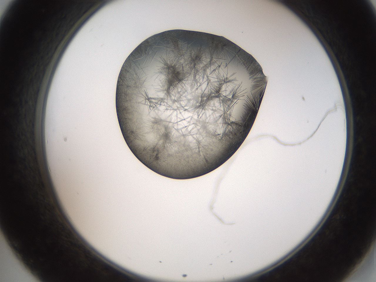 folderID561_plateID2561_batchID12870_wellNum20_profileID1_d2_r195696_ef.jpg