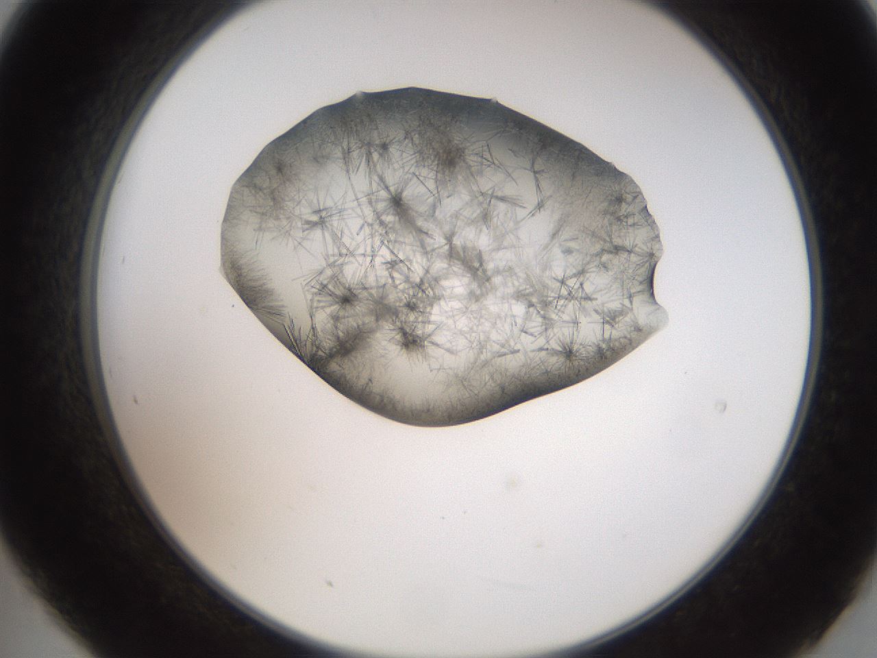 folderID561_plateID2561_batchID12870_wellNum21_profileID1_d2_r195698_ef.jpg