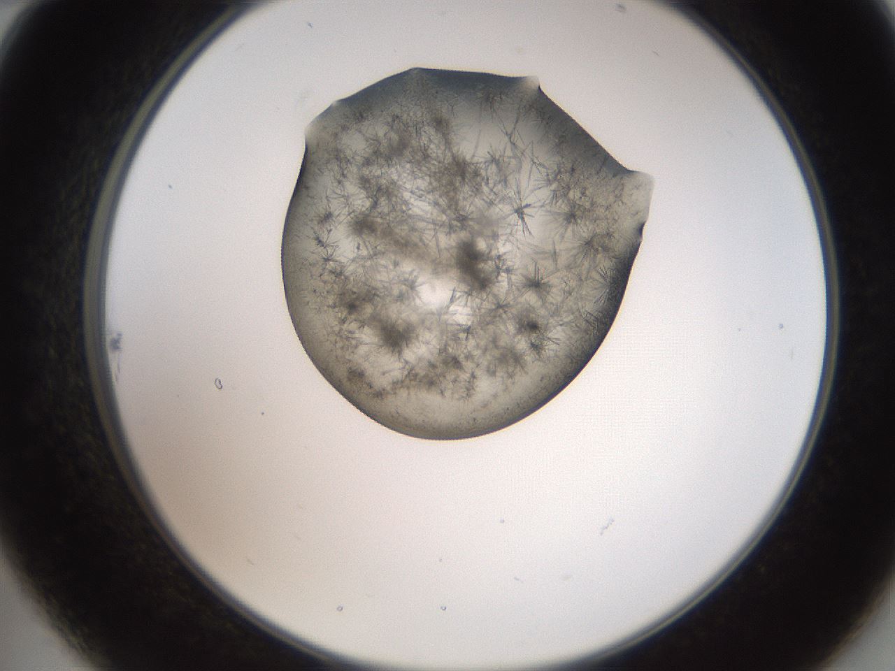 folderID561_plateID2561_batchID12870_wellNum22_profileID1_d2_r195700_ef.jpg